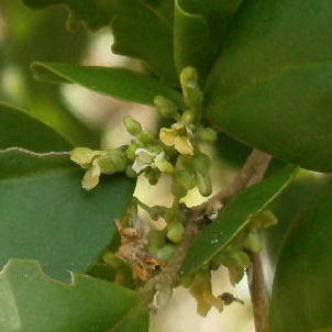 Badiera propinqua